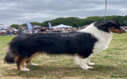 Australian Shepherd dogs for sale: Exceptional Australian Shepherd Puppies - Image 5