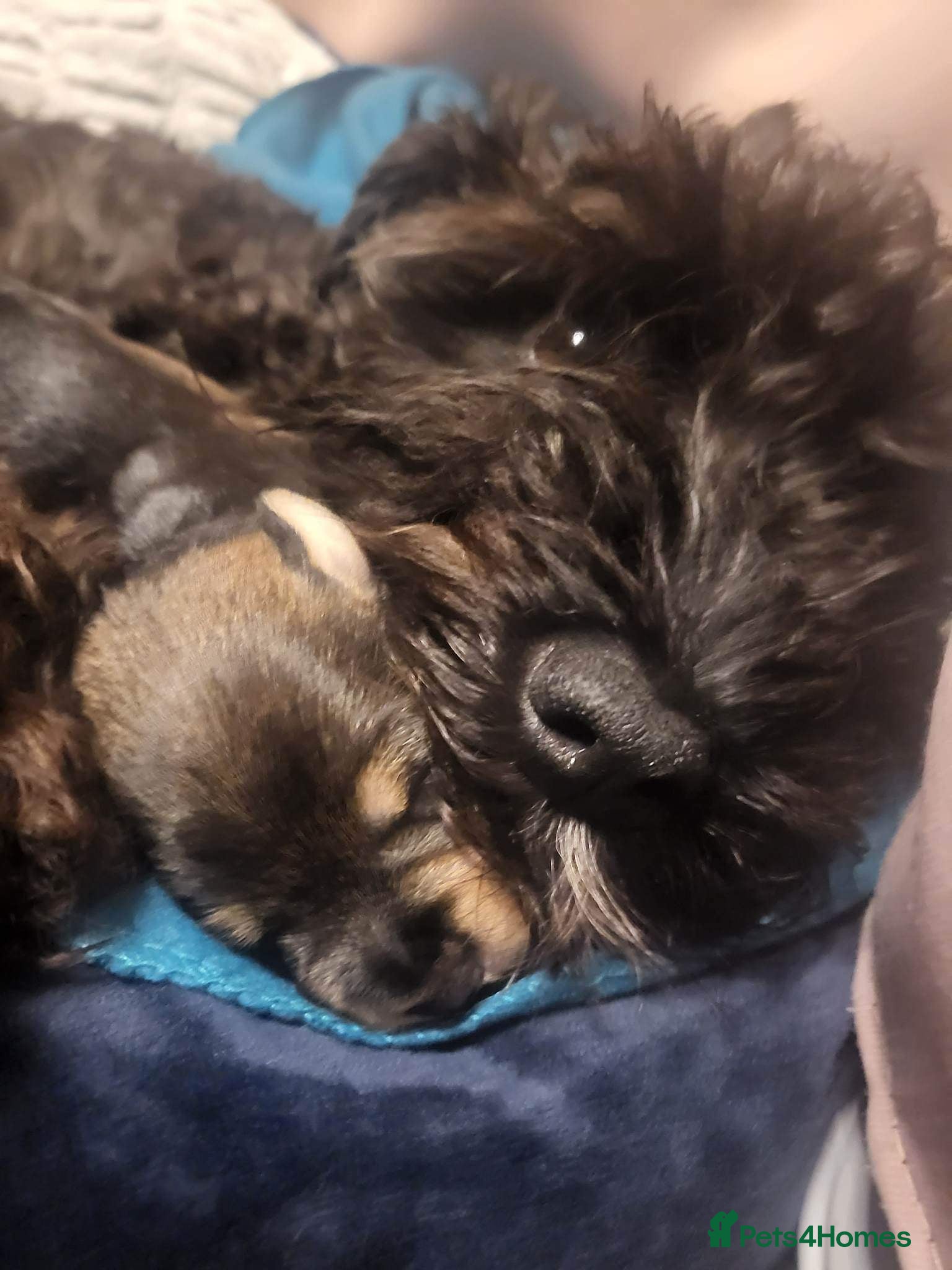 Miniature Schnauzer dogs 2 Black Miniature Schnauzers for sale - Advert 2