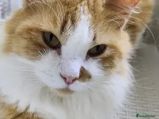 Mixed Breed cats Maisie - Advert 2