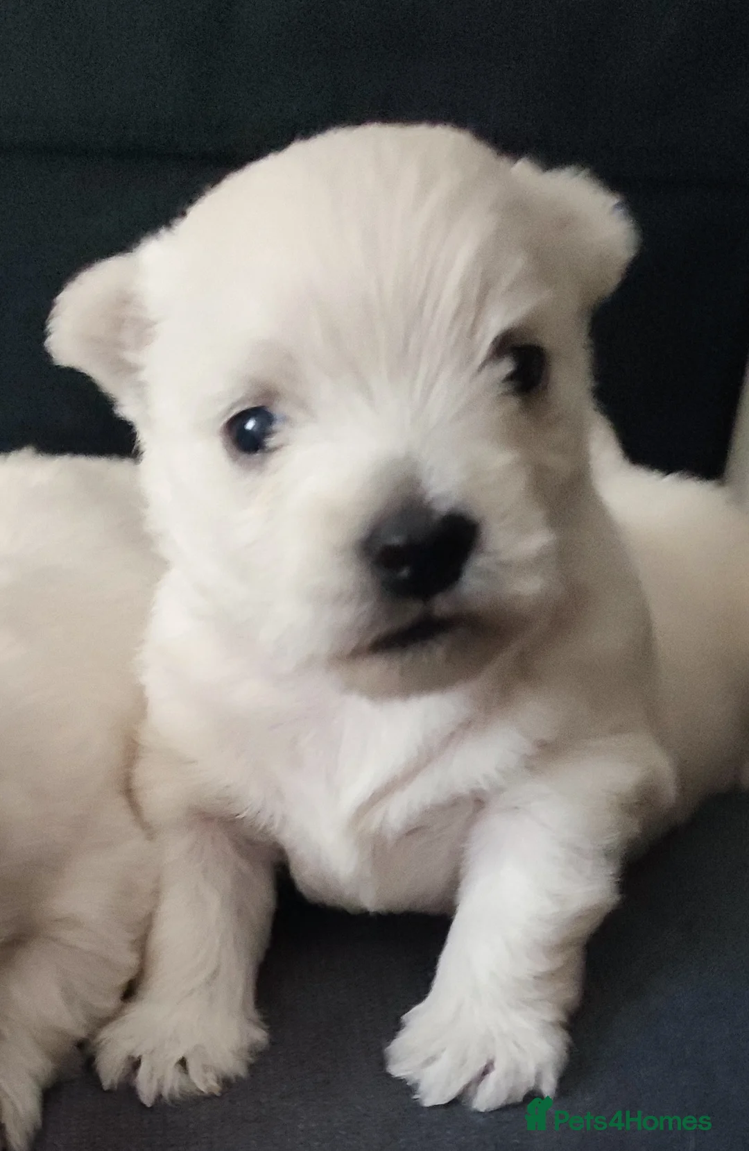 West Highland Terrier dogs for sale: Two RKC adorable and pure westies girls for sale - Advert 2