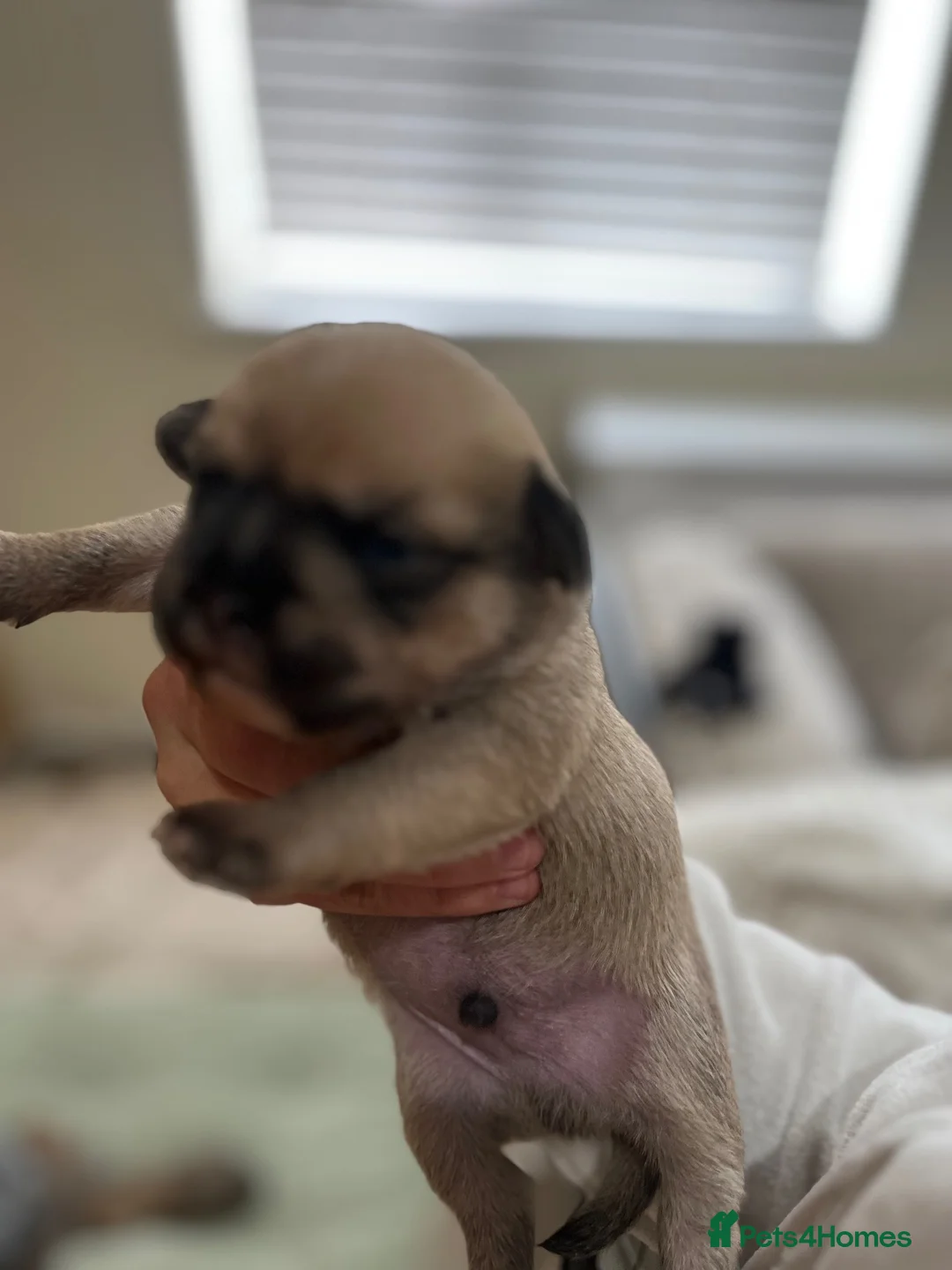 Mixed Breed dogs for sale: French bulldog and Half Bieson fride - Advert 7