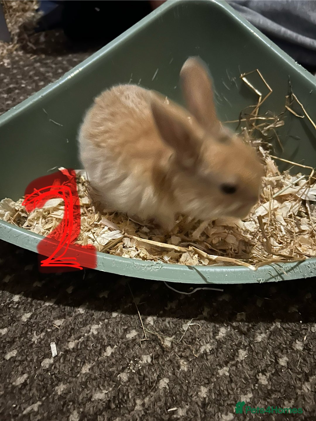 Mixed Breed rabbits for sale: Bunnies for sale  - Advert 3