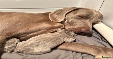 Weimaraner dogs - Advert 15