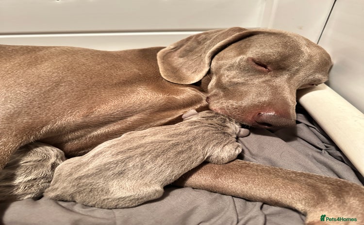 Weimaraner dogs - Advert 1