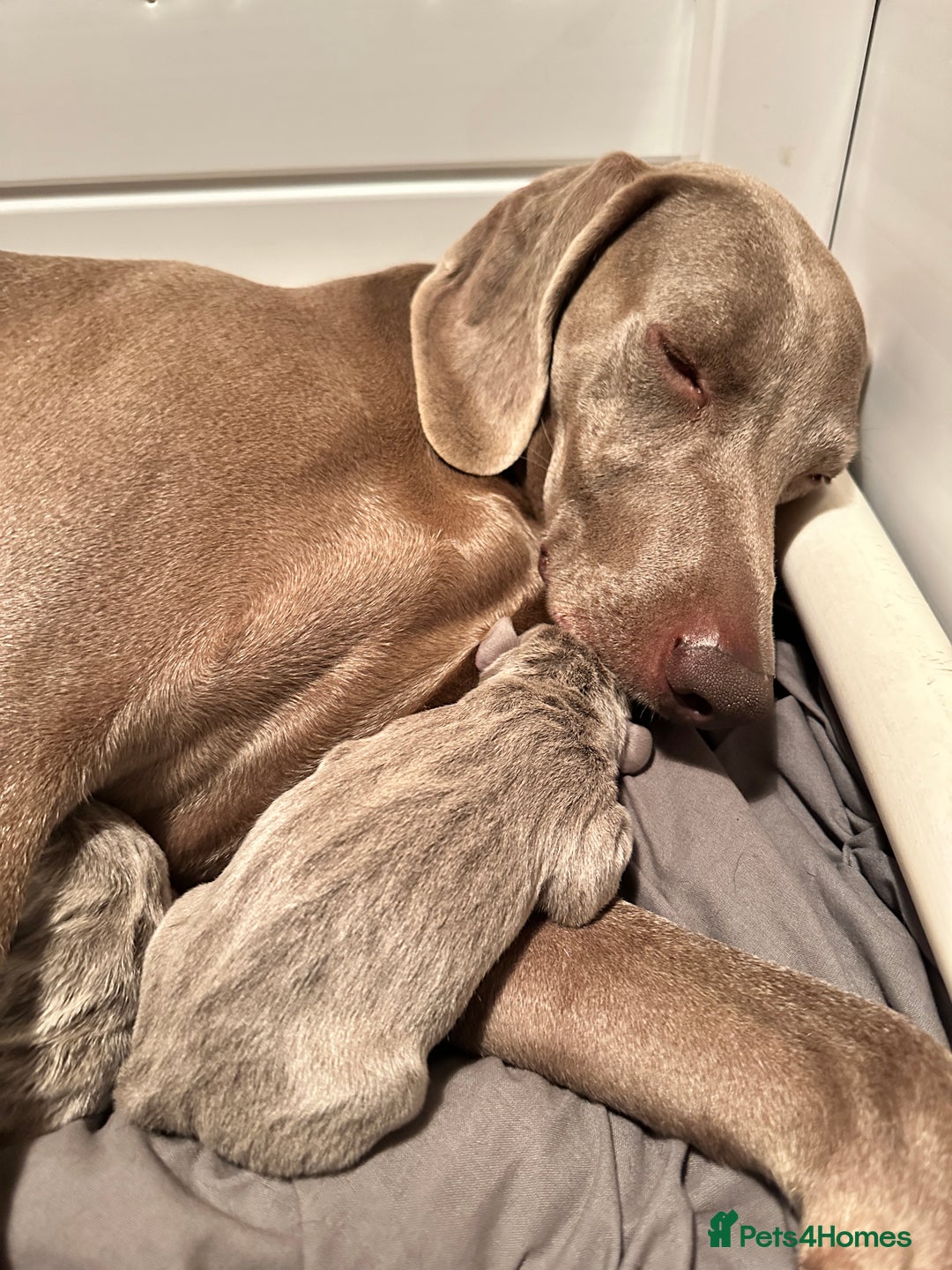 Weimaraner dogs for sale: Stunning Weimaraner pups (KC Registered pedigree)  - Image 2