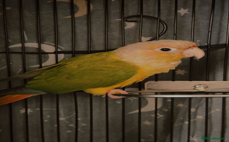 Conures birds Beautiful Sweet Baby Conure  - Advert 7