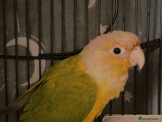 Conures birds for sale: Beautiful Sweet Baby Conure - Advert 1