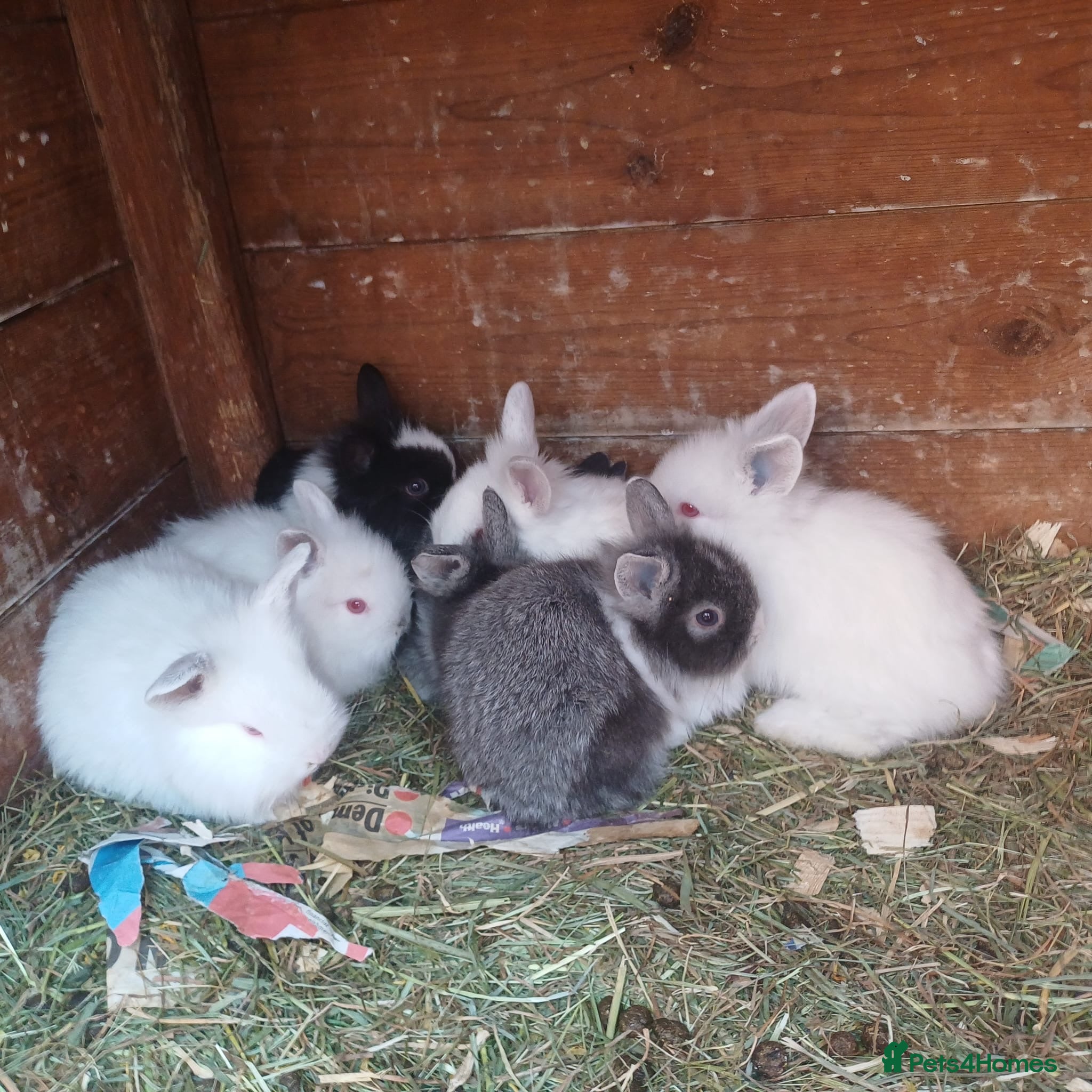 Mini Lion Lop rabbits Lion Lop Litter of Bunnies - Advert 8