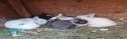 Mini Lion Lop rabbits for sale: Lion Lop Litter of Bunnies - Advert 4