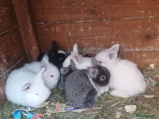 Mini Lion Lop rabbits Lion Lop Litter of Bunnies - Advert 8