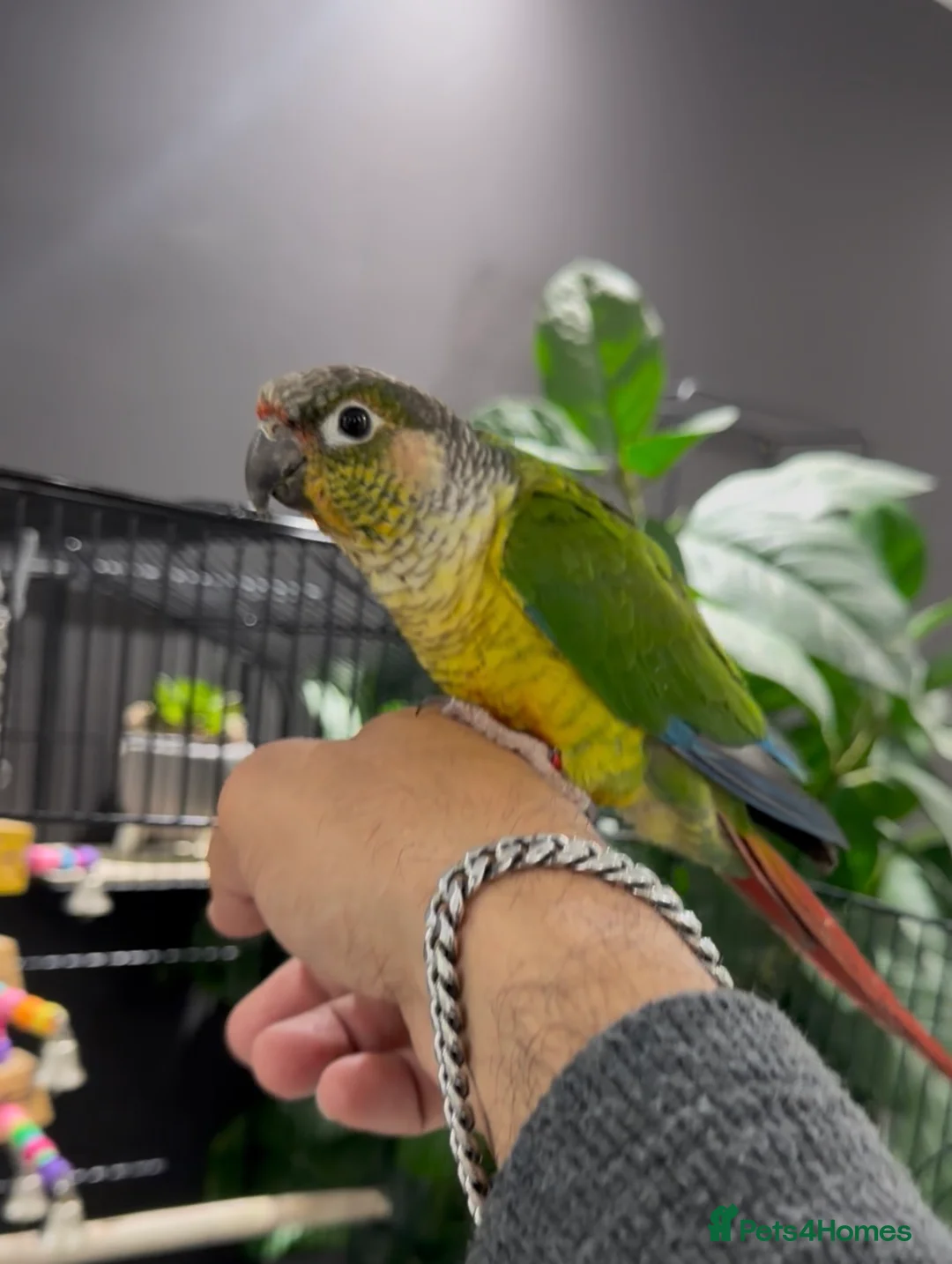 Conures birds for sale: Semi tame young conure with cage in Manchester - Advert 1