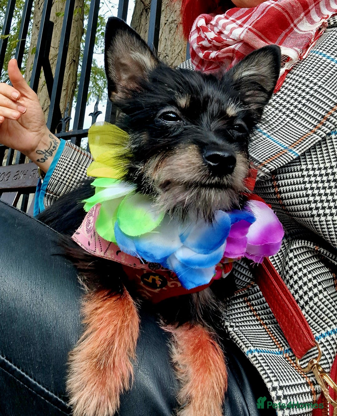 Chorkie dogs for sale: Chorkie called Angel - Advert 10