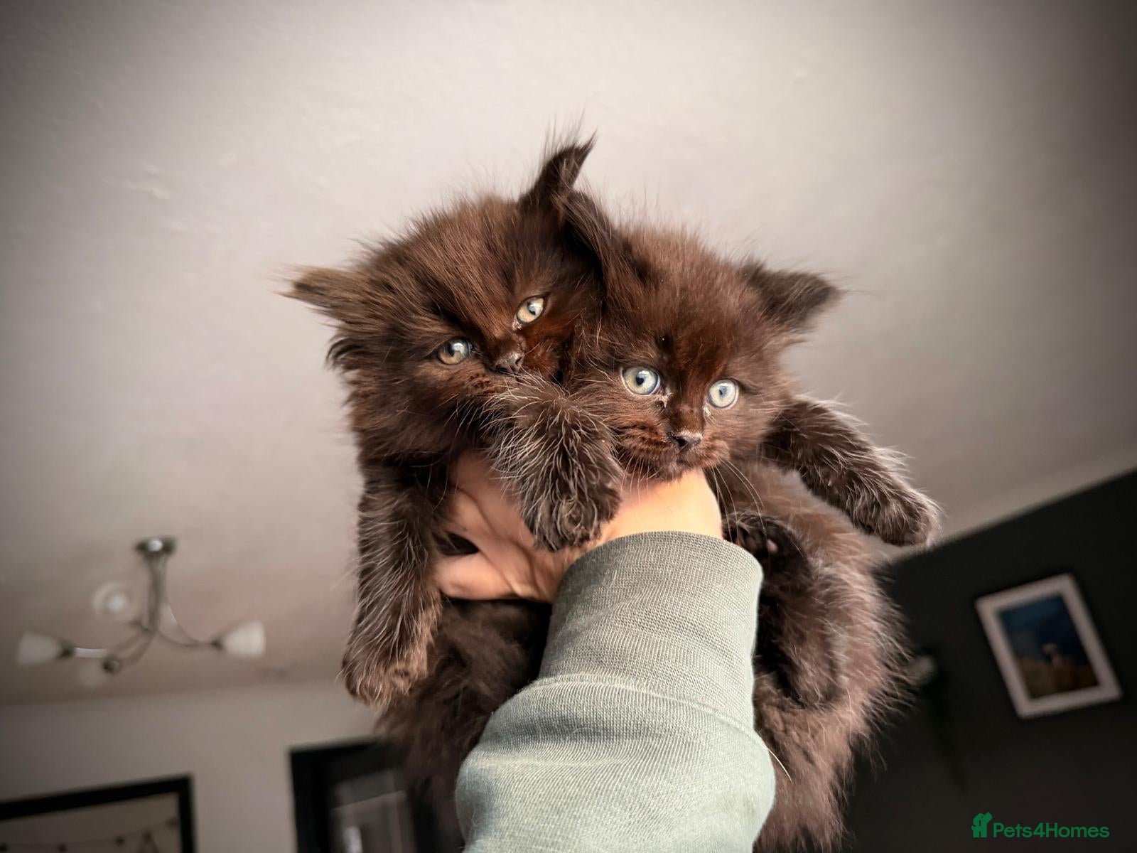 Ragcoon cats 4 FEMALE RAGCOON KITTENS ❤️AVAILABLE❤️ - Advert 5