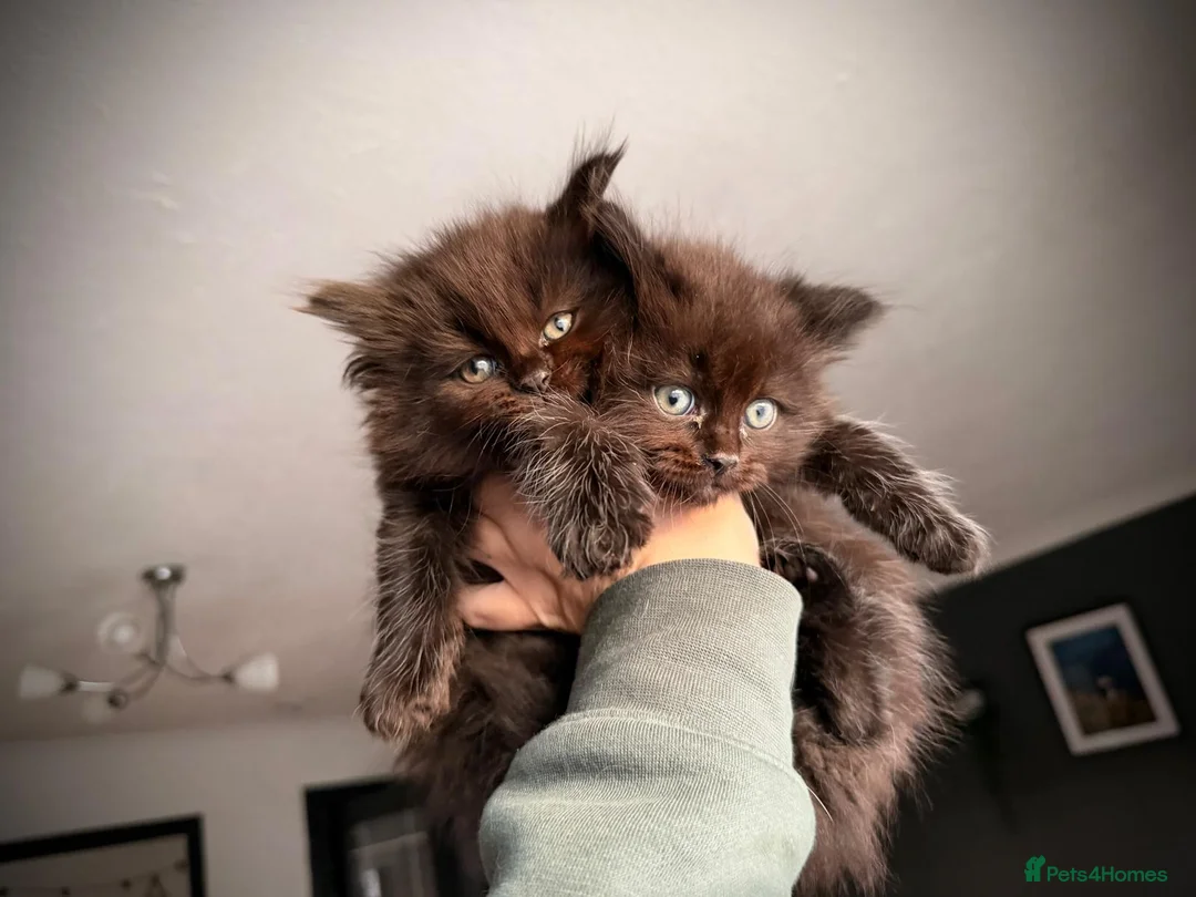 Ragcoon cats for sale: 4 FEMALE RAGCOON KITTENS ❤️AVAILABLE❤️ - Advert 1