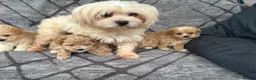 Maltipoo dogs for sale: Toy maltipoo Ready to leave soon in Dagenham - Advert 5