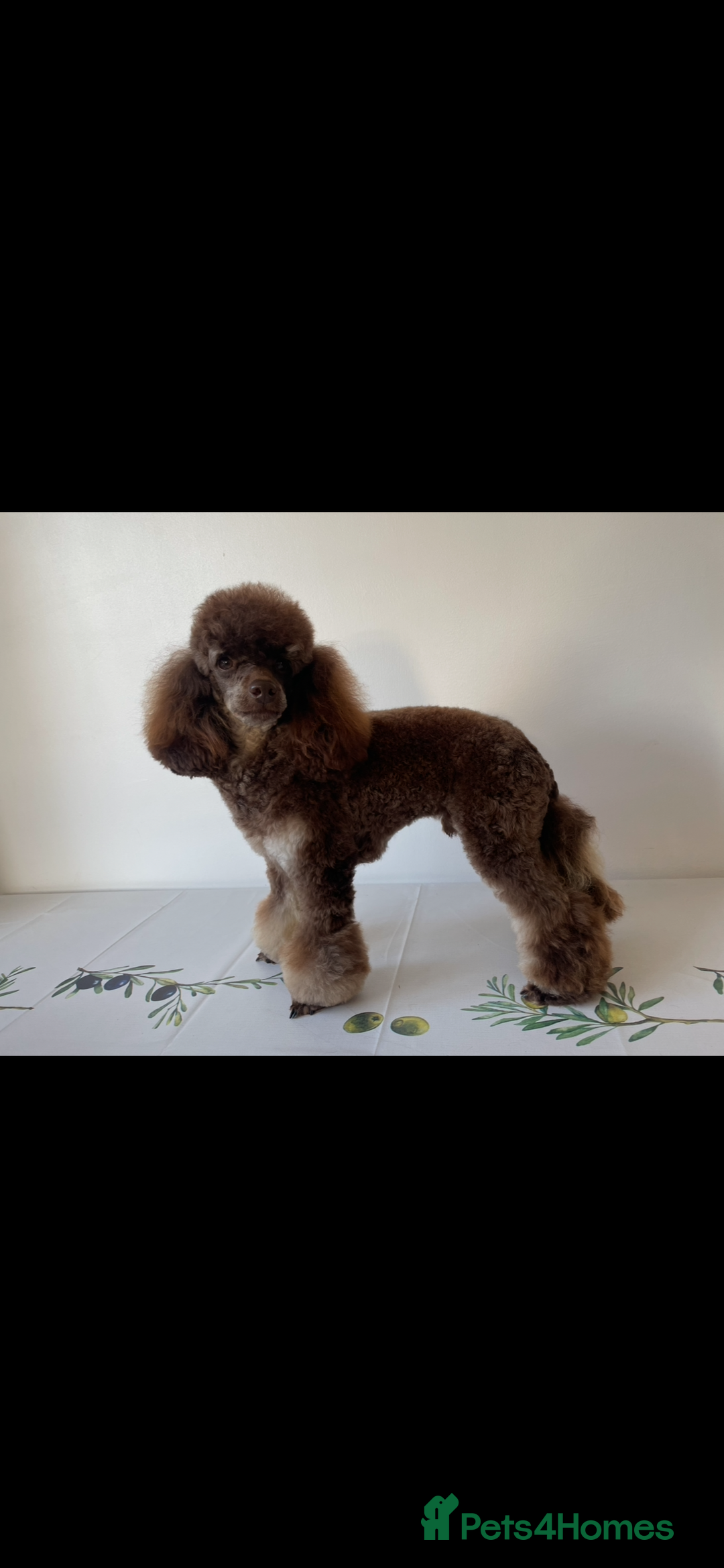Cavapoo dogs for sale: ⭐ adorable Cavapoo’s ⭐  - Advert 20