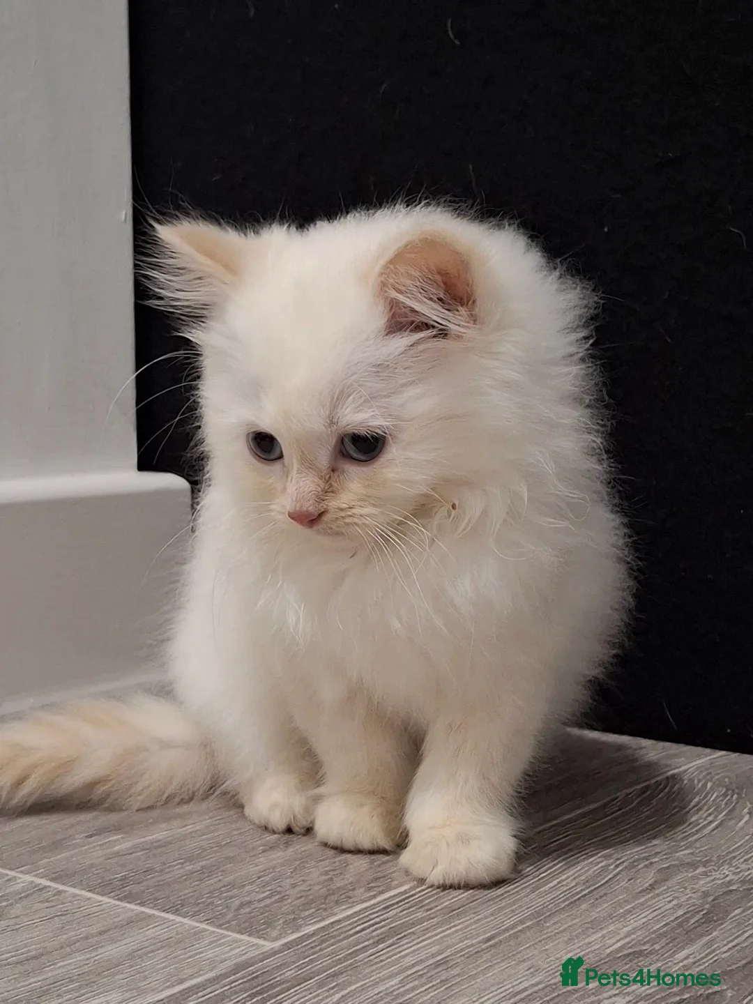 Ragdoll cats for sale: Stunning Flame Point Male Ragdoll Kitten - Advert 2