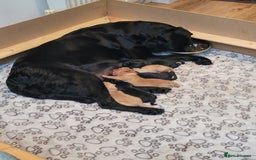 Labrador Retriever dogs for sale: Beautiful pedigree puppies ready 30th Sept - Image 9
