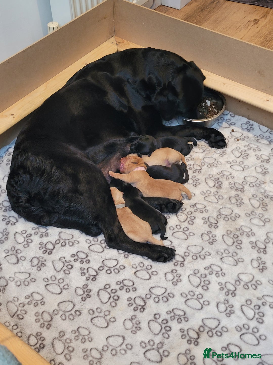 Labrador Retriever dogs for sale: Beautiful pedigree puppies ready 30th Sept - Image 9