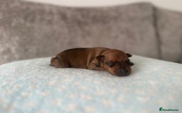 Miniature Pinscher dogs for sale: LAST PUP! Exceptional Miniature Pinscher Puppies - Image 37