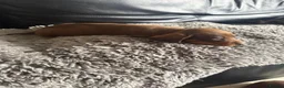 Dachshund dogs for sale: 9 Beautiful Dachshund Puppies for Sale in Pontypool - Advert 8