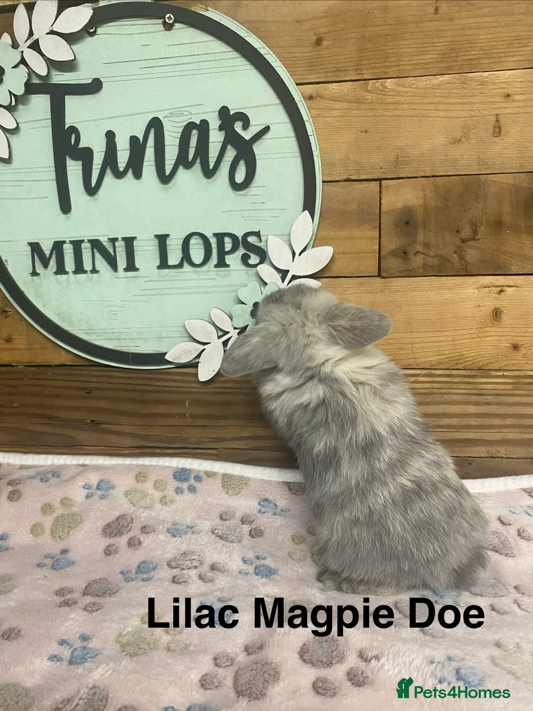 Mini Lop rabbits for sale: Purebred Baby Mini Lops - Advert 11