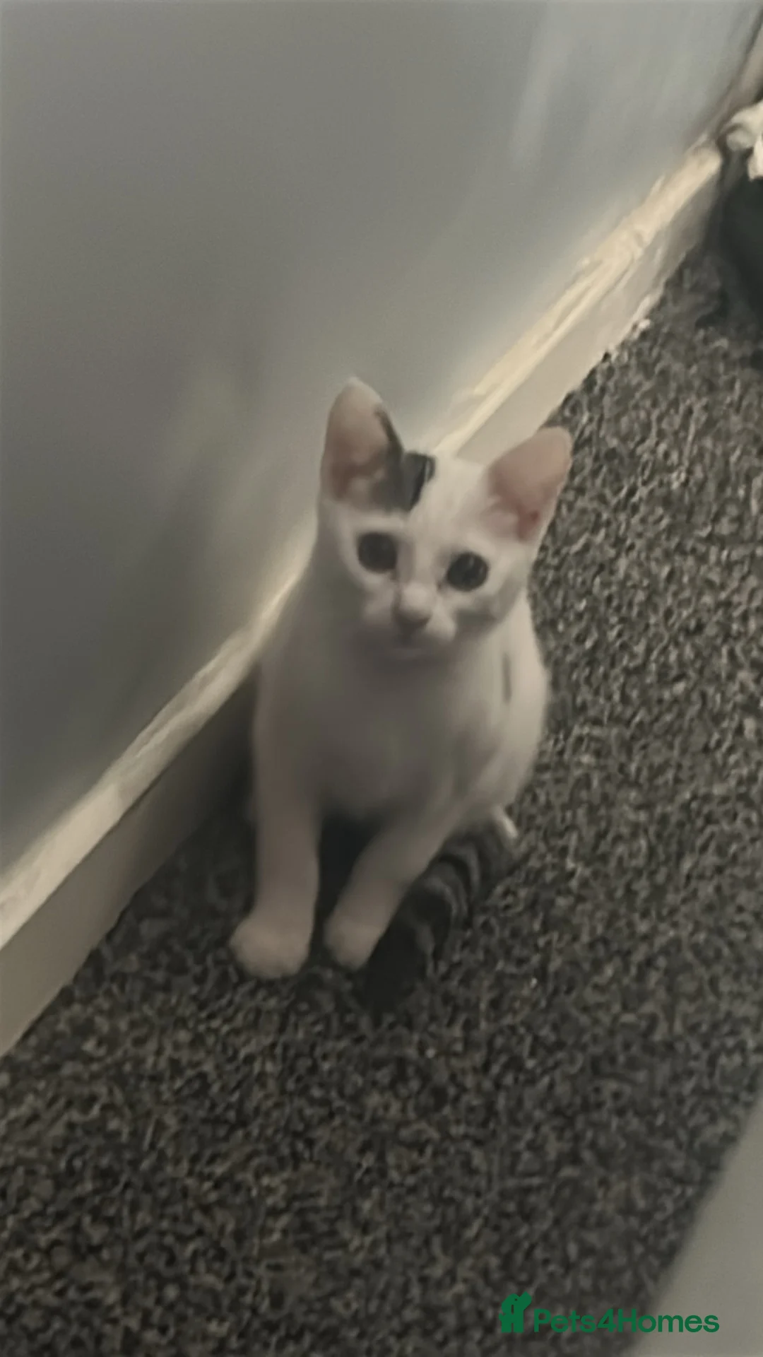 Mixed Breed cats for sale: 2 female kittens available  - Advert 3