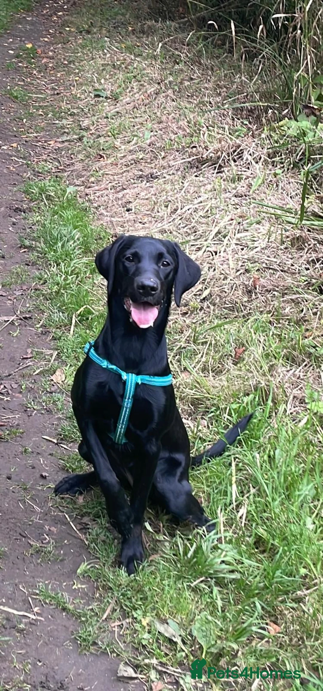 Labrador Retriever dogs for sale: Beautiful Labrador Retriever - Luna Aged 1Y - Advert 2
