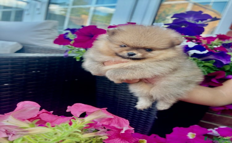 Pomeranian dogs - Advert 4
