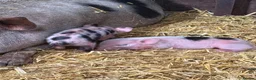 Pig livestock for sale: Full Julianna Piglets in Rossendale - Advert 4