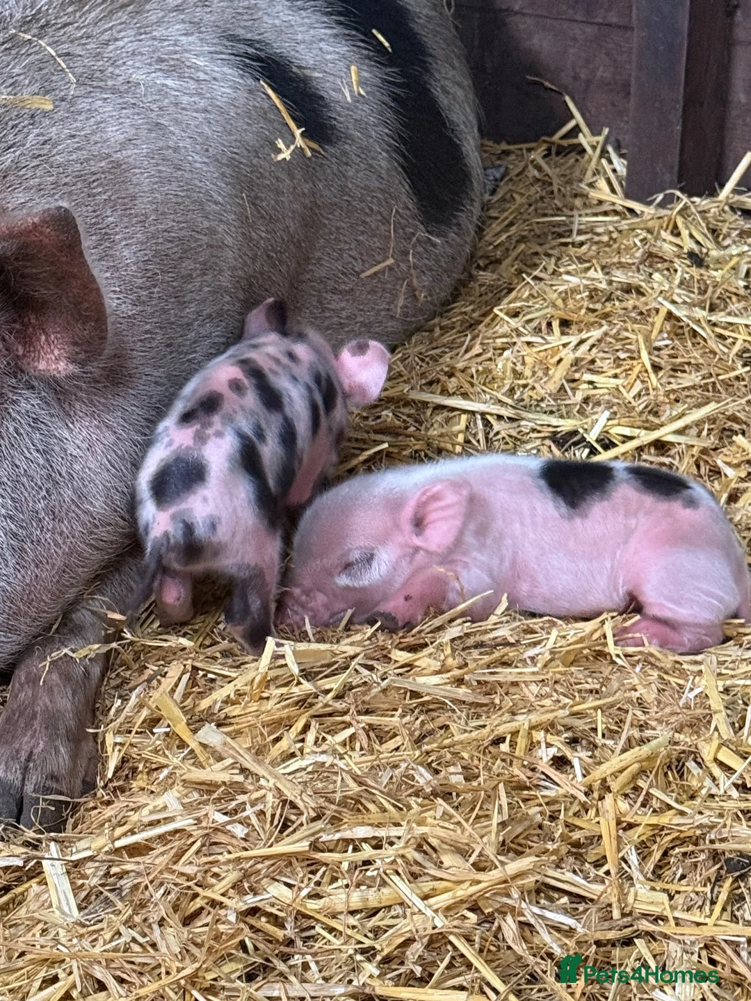 Pig livestock for sale: Full Julianna Piglets in Rossendale - Advert 4