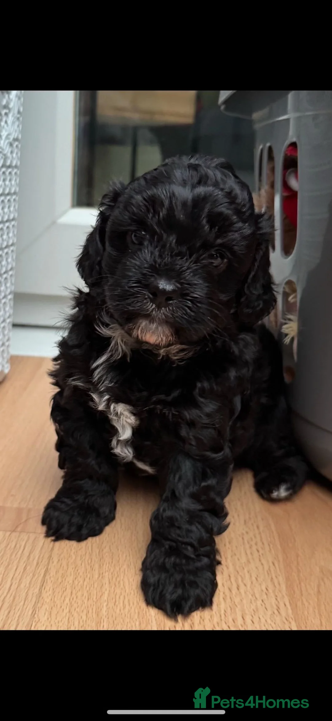 Shihpoo dogs for sale: Beautiful Shihpoo puppies in Wembley - Advert 6