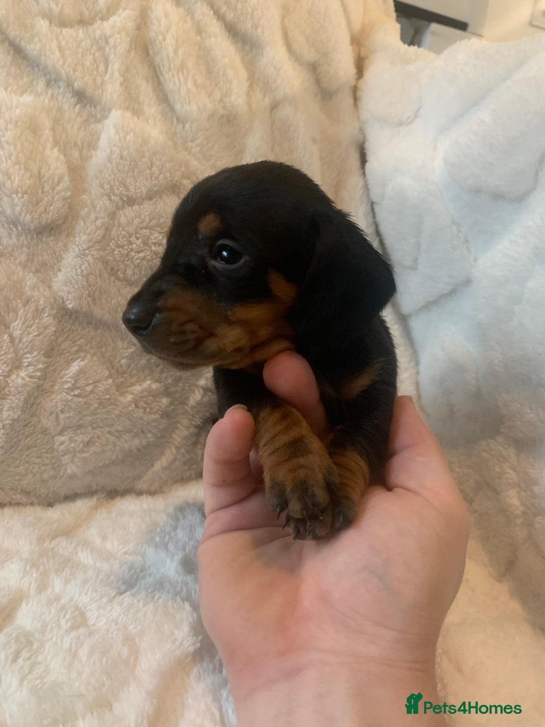 Miniature Dachshund dogs for sale: Miniature dashound  - Advert 2