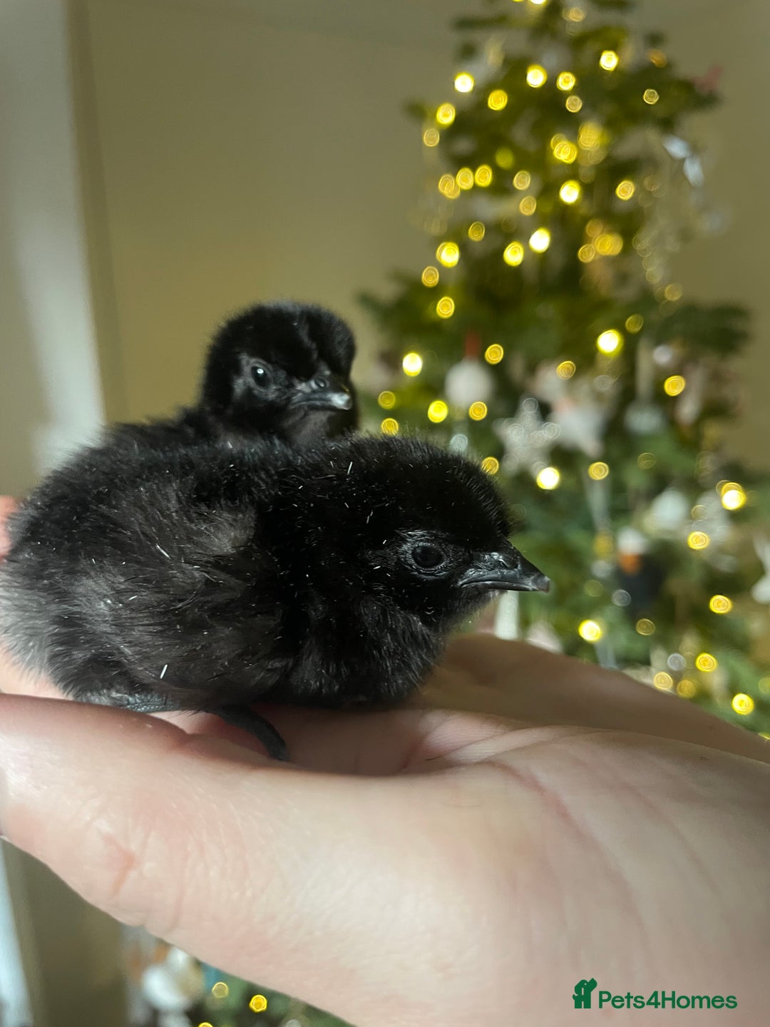 Chickens poultry for sale: 2 LEFT Ayam Cemani  (born 10/12)  - Advert 2