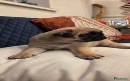 Pug dogs for sale: Gorgeous KC health tested fawn boy pug - Advert 7