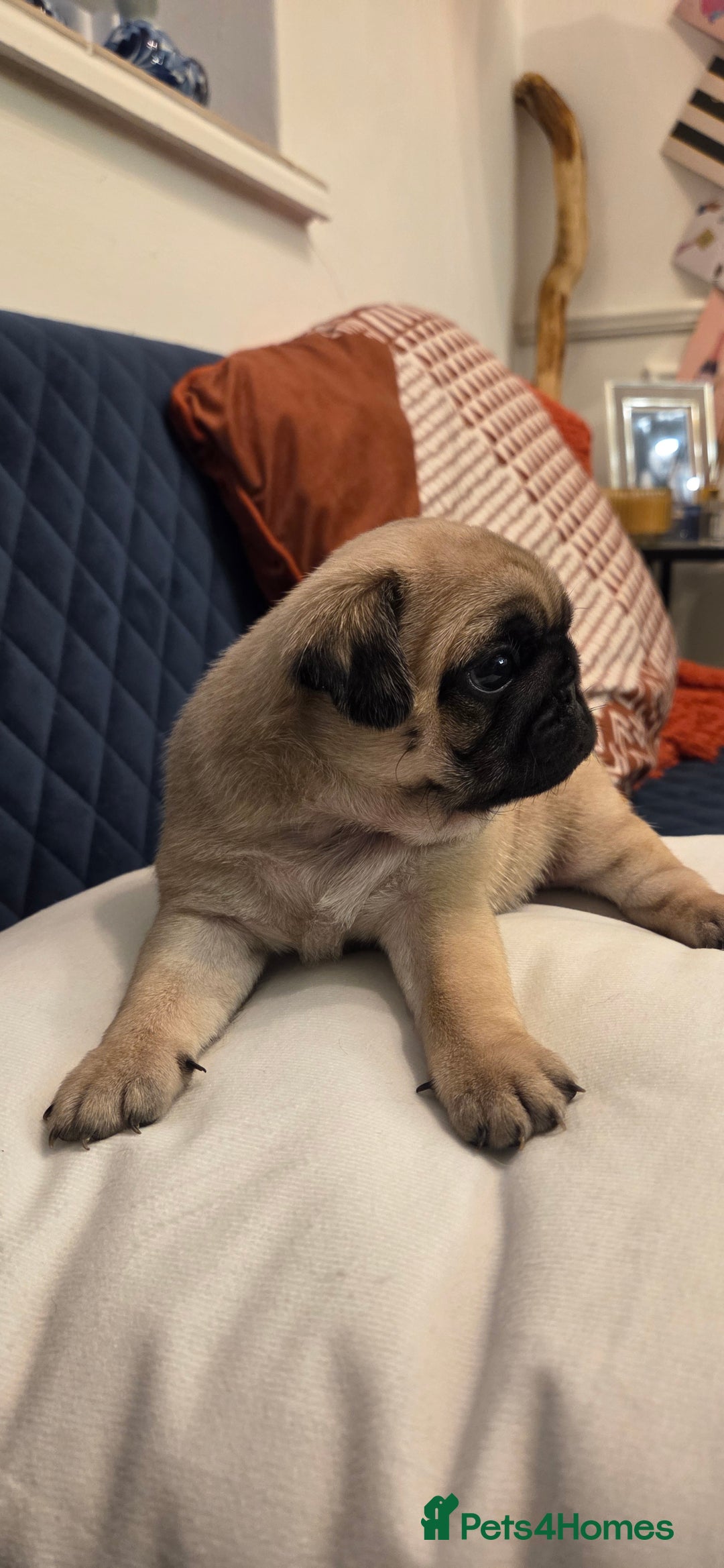 Pug dogs for sale: Gorgeous KC health tested fawn boy pug - Advert 7