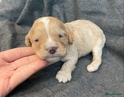 Cavapoo dogs - Advert 4