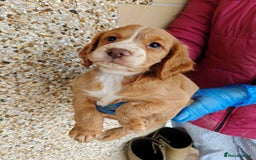 Cocker Spaniel dogs for sale: Gorgeous working cocker spaniel pups - Image 4
