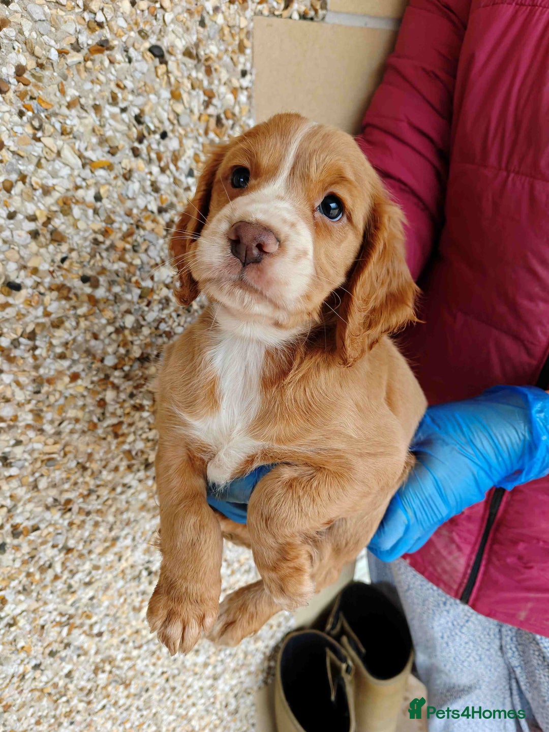 Cocker Spaniel dogs for sale: Gorgeous working cocker spaniel pups - Image 4