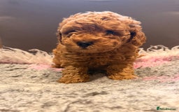 Toy Poodle dogs for sale: Beautiful Toy Poodle Puppies - Image 2