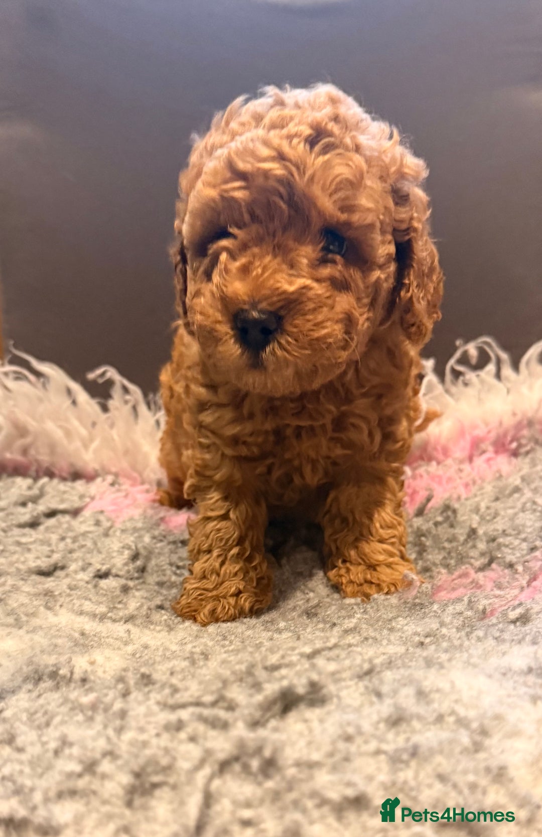 Toy Poodle dogs for sale: Beautiful Toy Poodle Puppies - Image 2