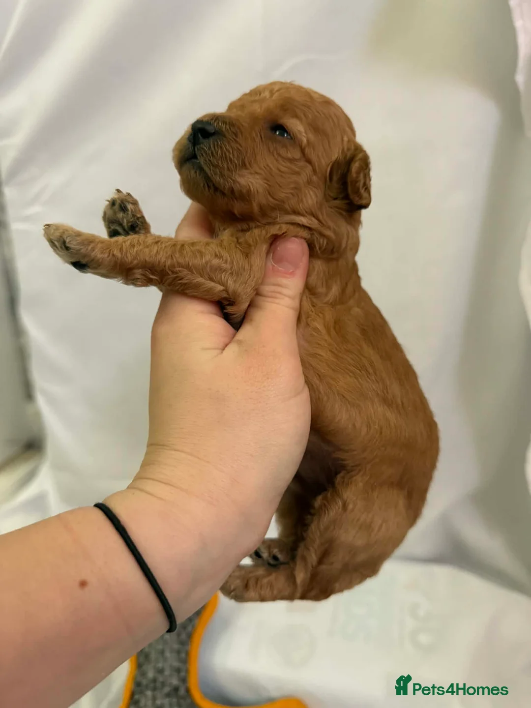 Cockapoo dogs for sale: Exceptional miniature cockapoo puppies 😍 in Sheffield - Advert 16