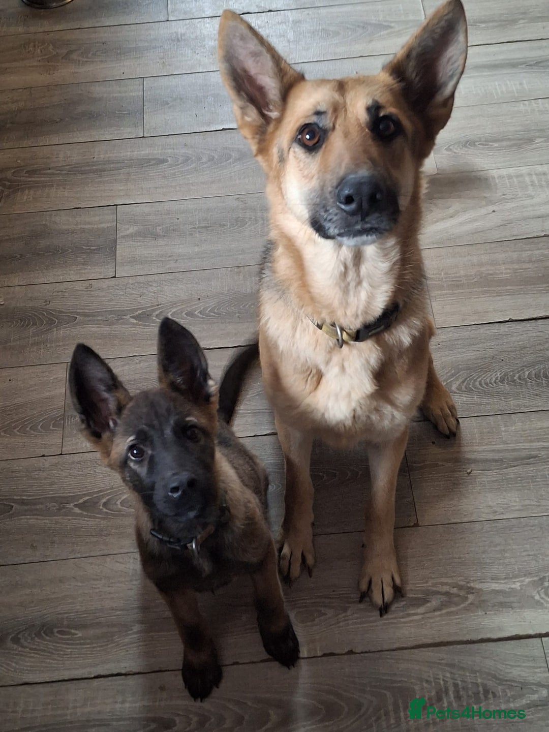 Mixed Breed dogs for sale: Stunning little boy American shephard 6 month old - Advert 1