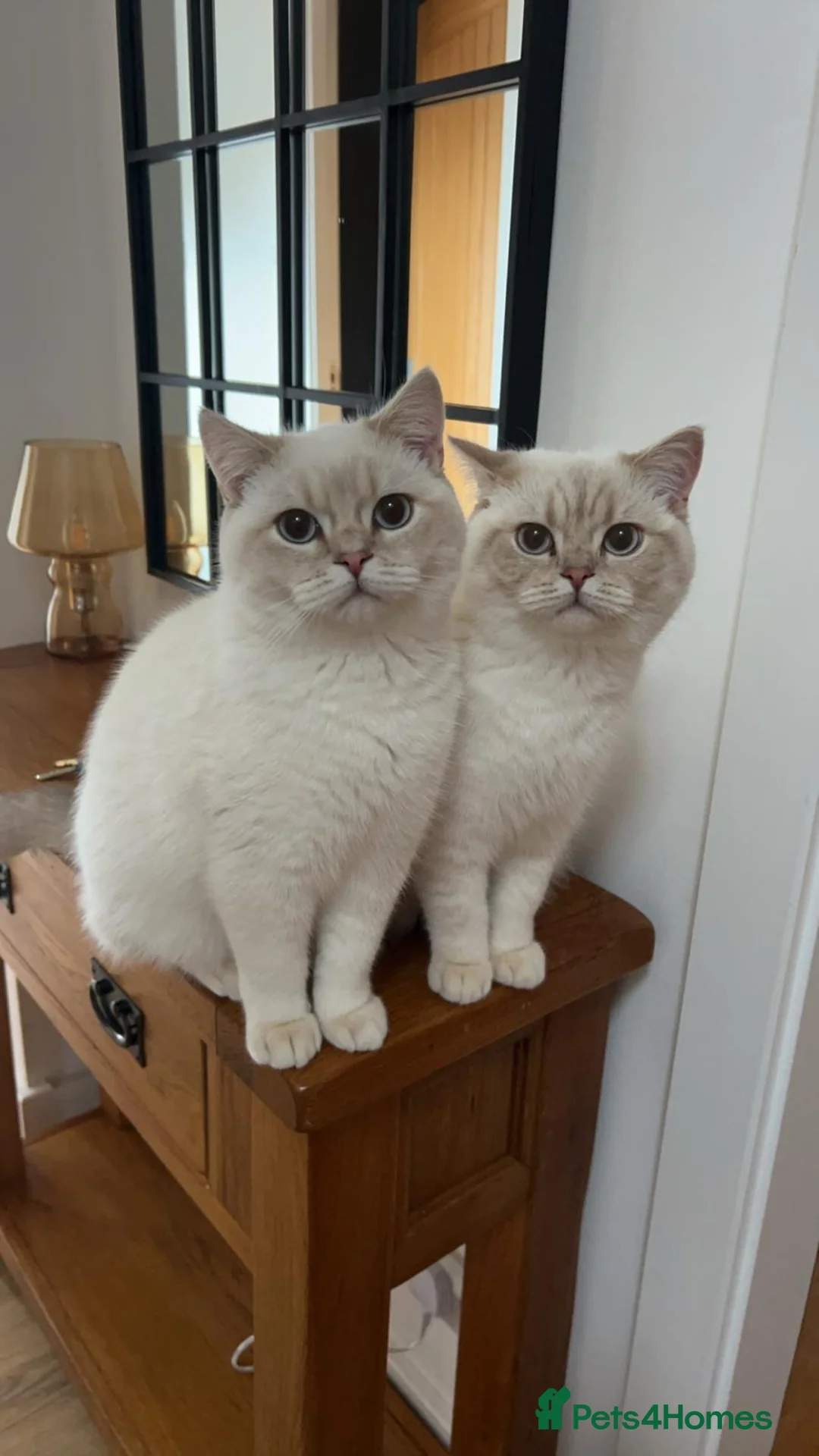 British Shorthair cats for sale: Twins British shorthair  Male Cats Price Negotiabl - Advert 2