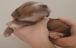 Mixed Breed dogs for sale: Australian doubledoodle puppies - Image 24