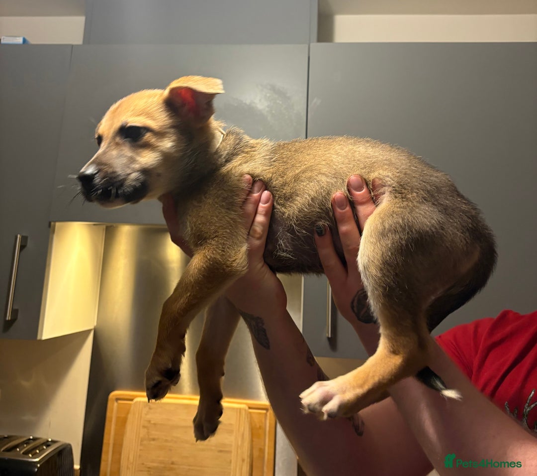 Mixed Breed dogs for sale: German Shepherd X Staffy Puppy for sale - Advert 4