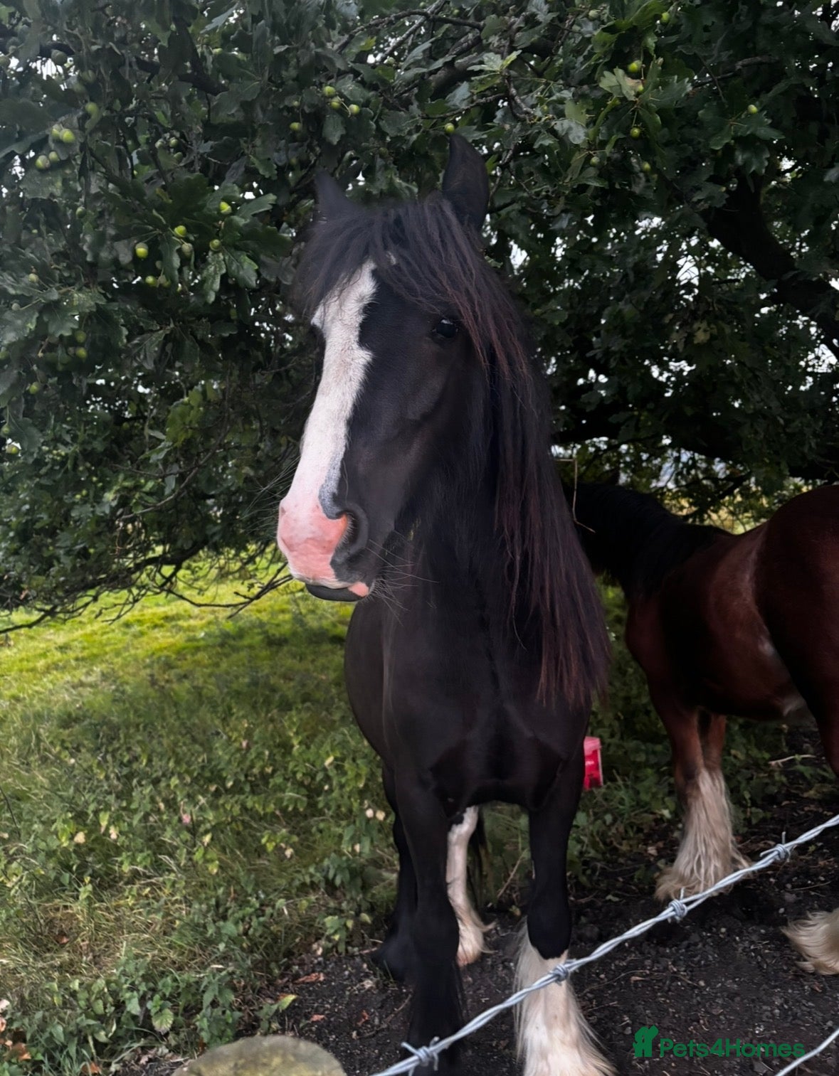 Irish Cob horses hugo  - Advert 5