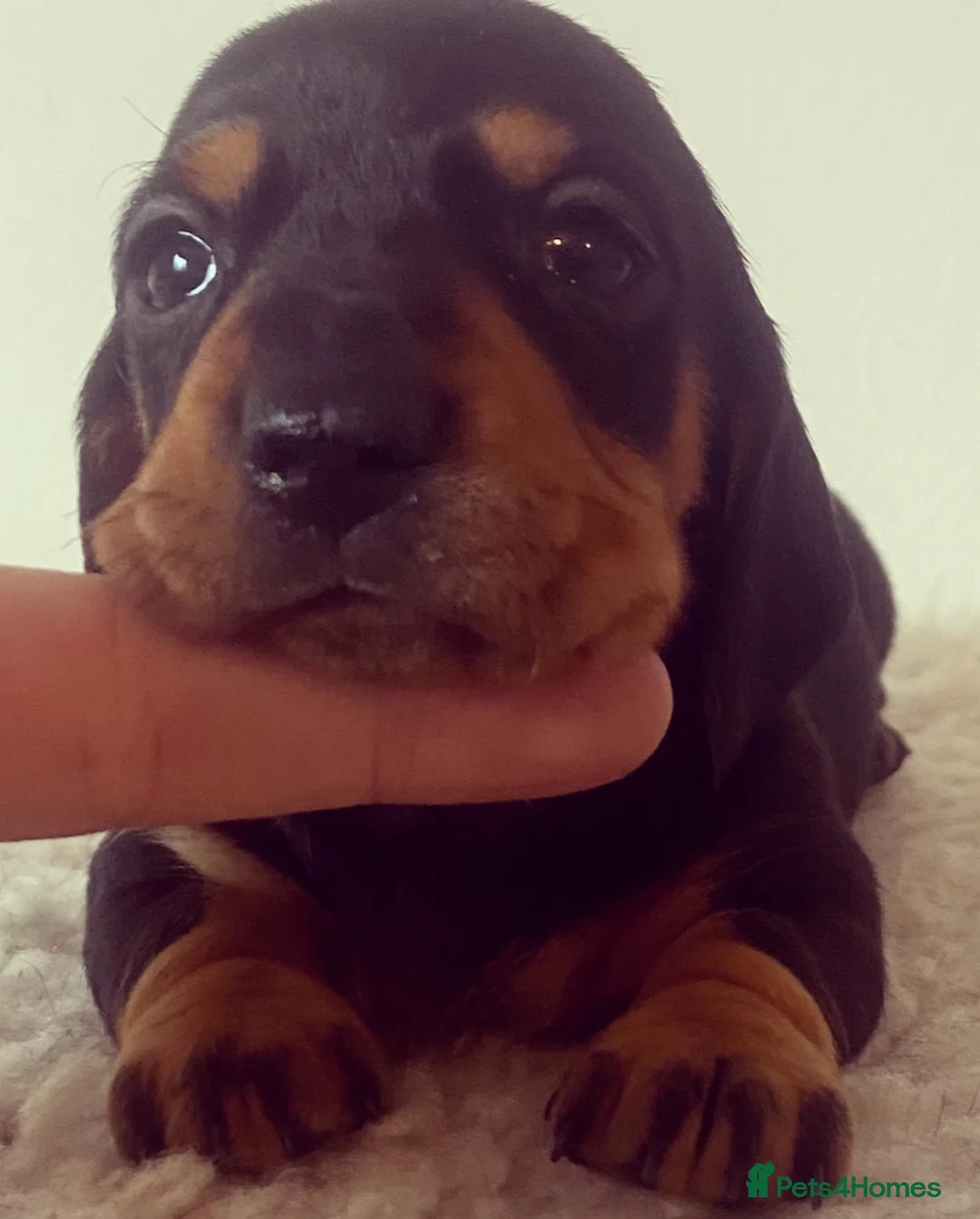 Miniature Dachshund dogs for stud: Kc reg IVDD screened pra clear mini smooth  in Newton Abbot - Advert 20