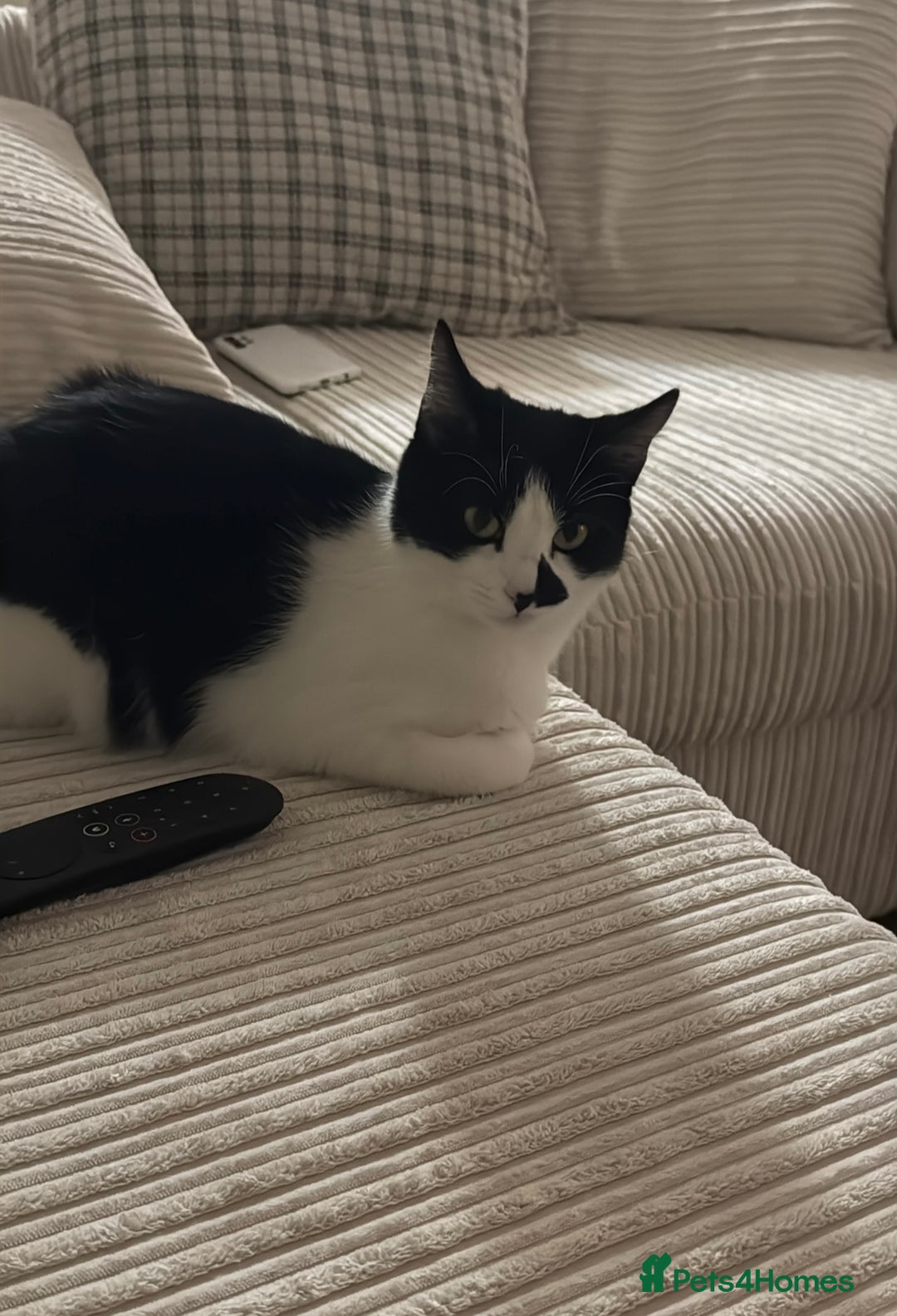 Mixed Breed cats for sale: Masiy and Milo (brother and sister)  - Advert 6