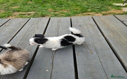Chihuahua dogs for sale: Chihuahua  Tri-coloured,  - Image 2